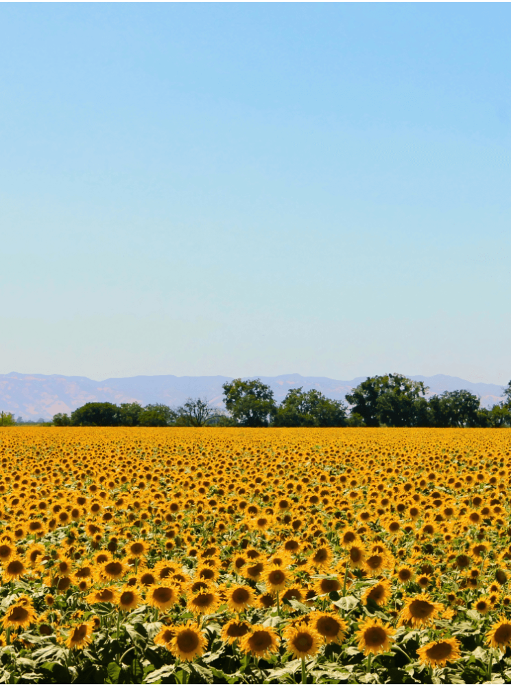 Cire végétale KERAGREEN Sunflower